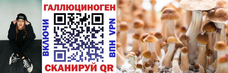 где продают наркотики  МЕГА зеркало  Псилоцибиновые грибы Cubensis  Лесозаводск 